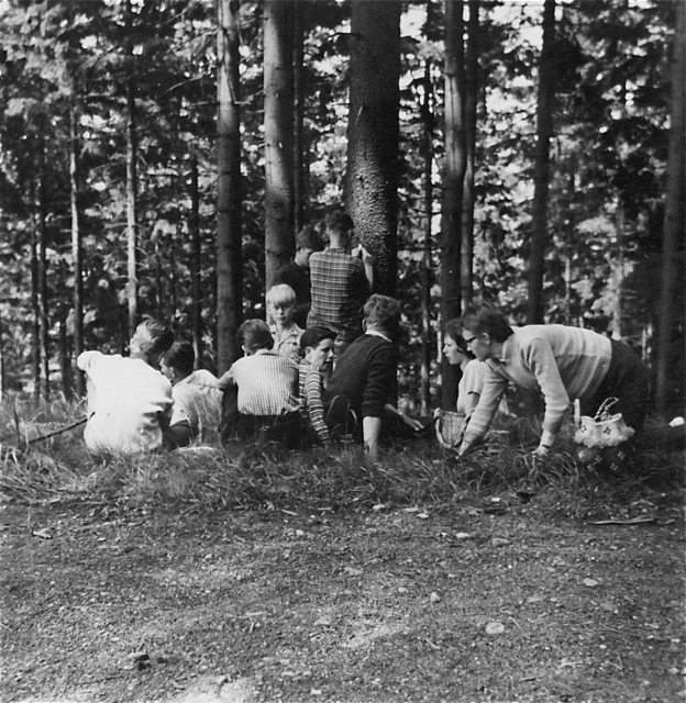 Harz, Großer Knollen